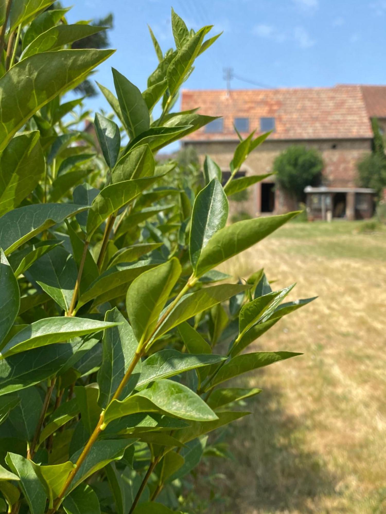 Zum Schockelgaul Gaestehaus Forst an der Weinstrasse Εξωτερικό φωτογραφία